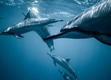 世界杯直播软件官网-全国人大代表张全收：只要身体硬朗、自己愿意，建议允许60岁以上农民工继续务工